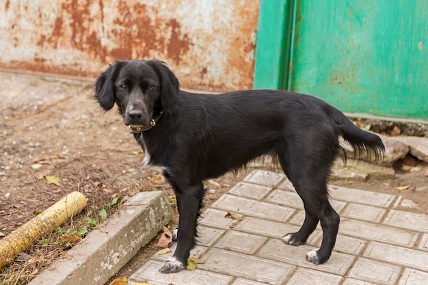 Jachthond spaniel portret