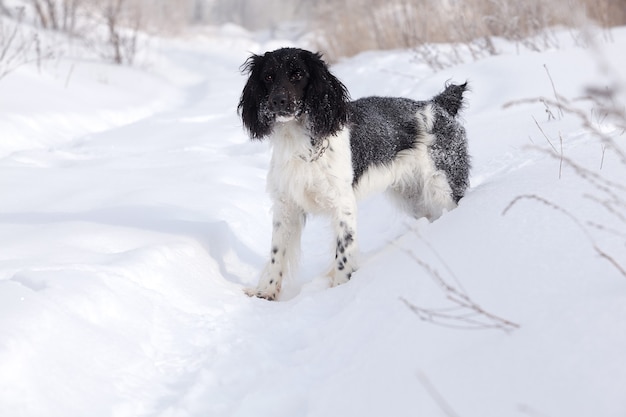 Jachthond wandeling op een winter