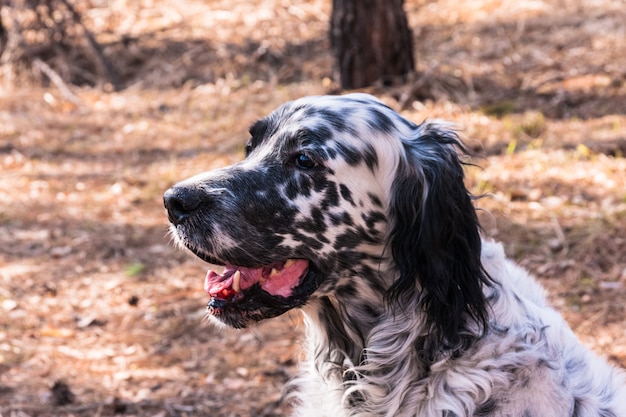 Jachthonden. engelse setter. siberië, rusland