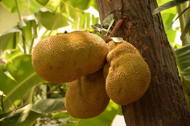 Jack fruit op boom