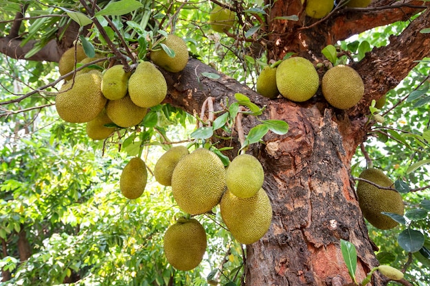 Jack fruit tree with fruits