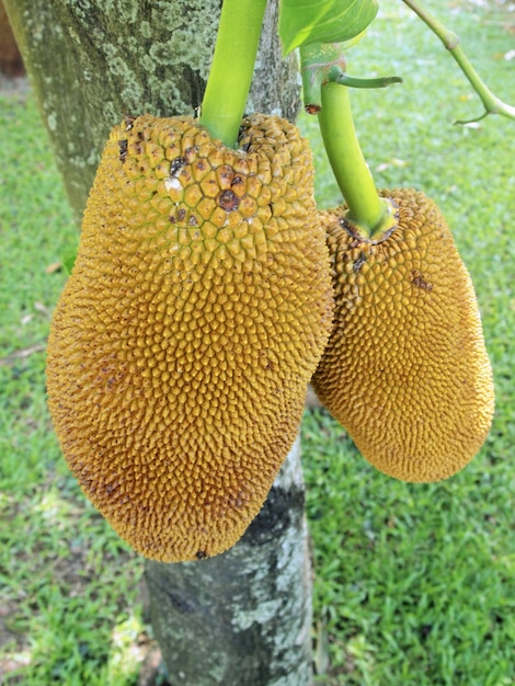 Jack fruit