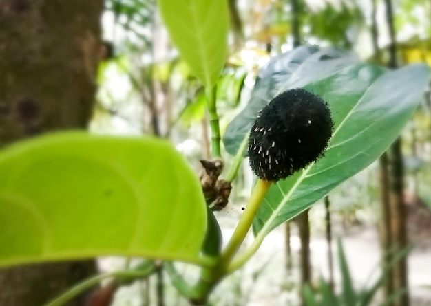 Jack fruits disease, infested young jack fruit from fungi, destroying young jackfruit