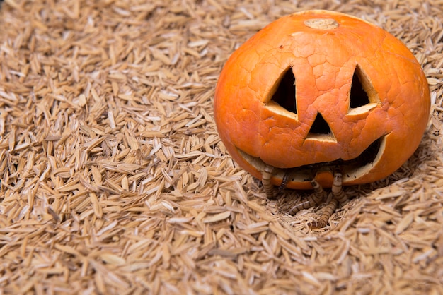 Jack-o-Lantern with worms on the ground