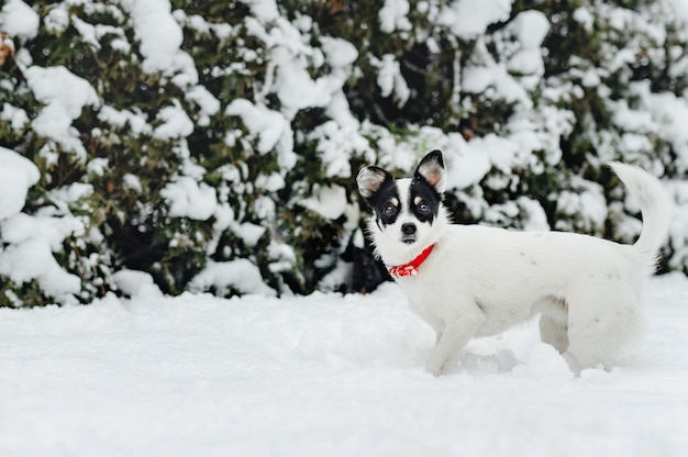 雪の中でジャックラッセル犬