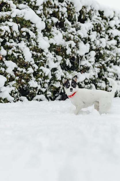 雪の中でジャックラッセル犬