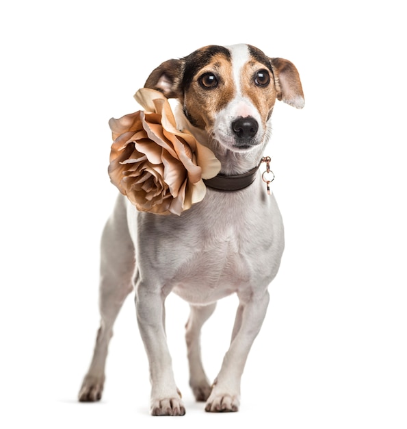 Jack russel dog standing