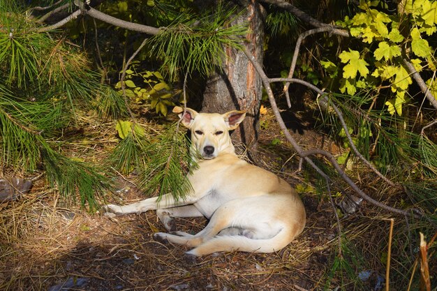 Jack Russel Parson Dog rent naar de camera Lage hoek Hoge snelheidsopname