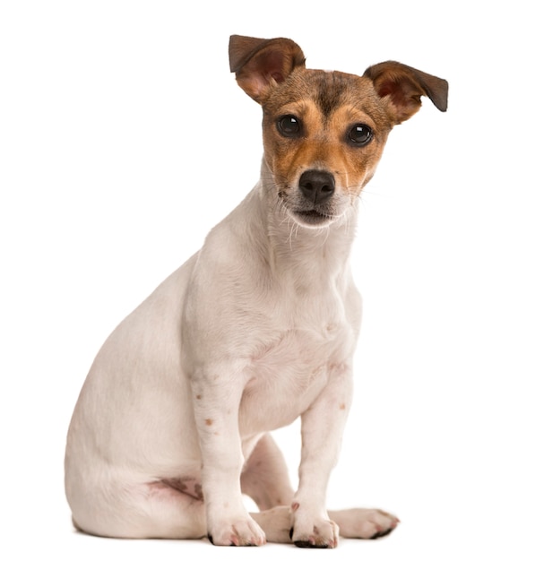 Jack Russel sitting and looking at the camera isolated on white