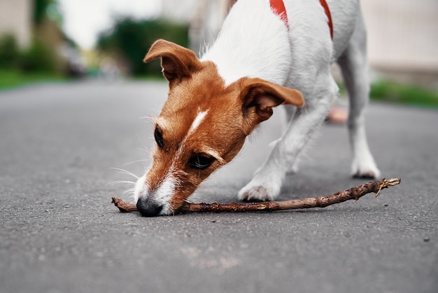 Jack russel terrier dog plays with wooden stick outdoors