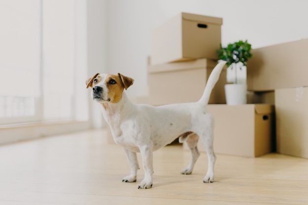 Jack russel terrier dog stands in empty room against stacks of cardboard boxes