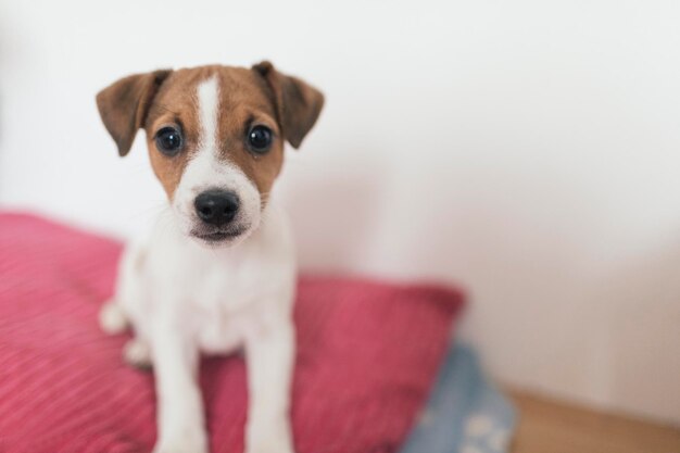 ジャック・ラッセル・テリア、メス犬