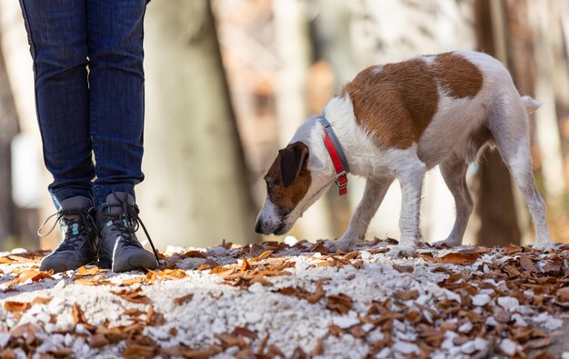 Photo jack russel terrier in the forest