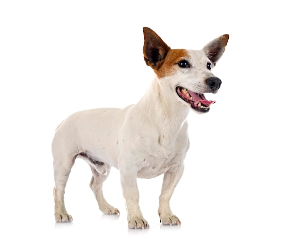 Jack russel terrier in front of white background