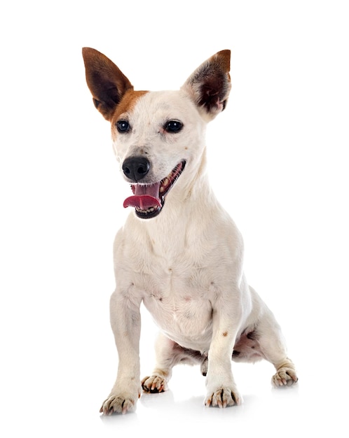 Jack russel terrier in front of white background