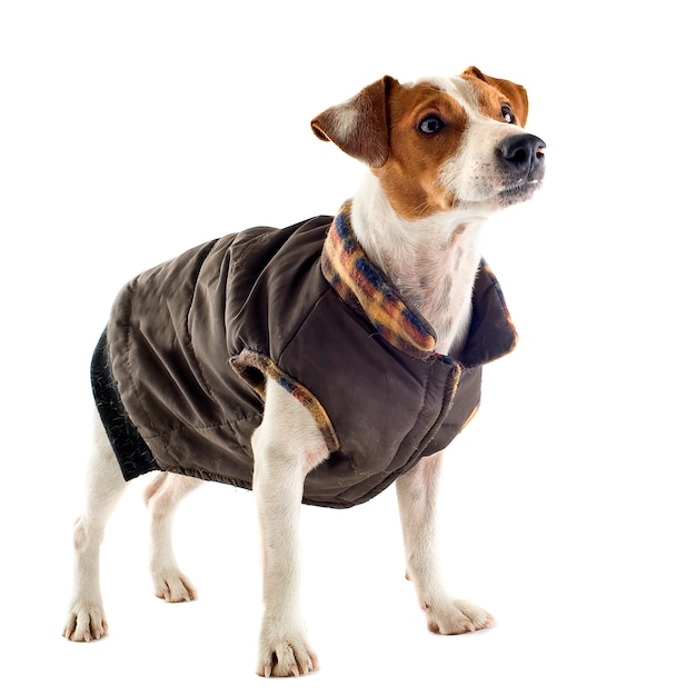 Jack russel terriër met vacht