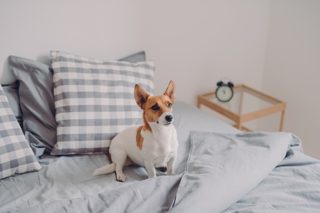 Jack russel terrier poses on unmade bed, being domestic animal, poses in cozy bedroom