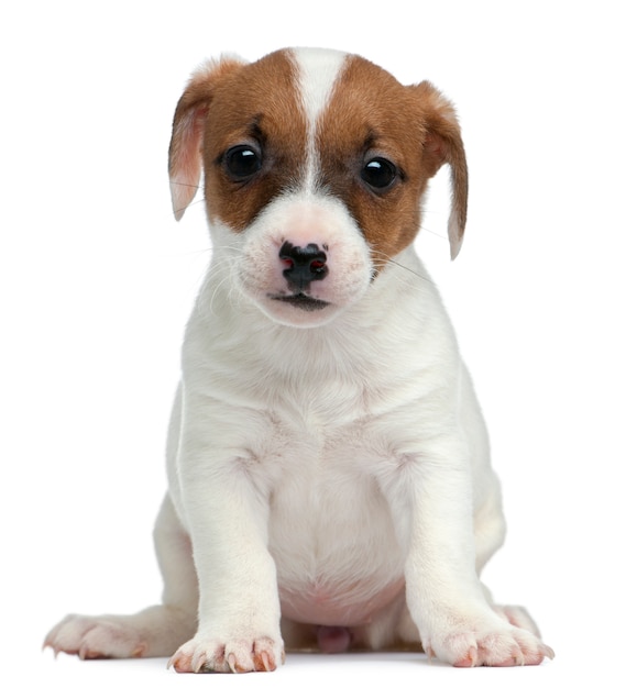 Jack russel terrier Puppy (7 weeks old)