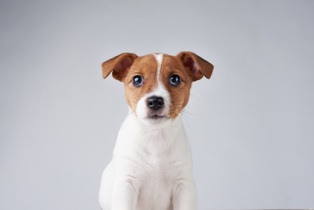 Jack Russel terrier puppy hondje