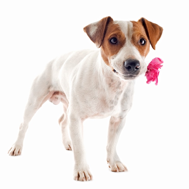 Jack russel terrier with flower