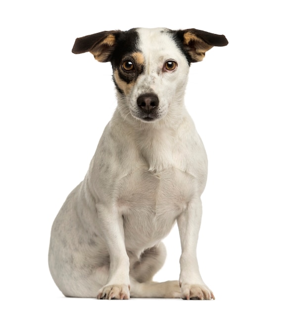 Jack russel terrier zitten kijken naar de camera geïsoleerd op wit