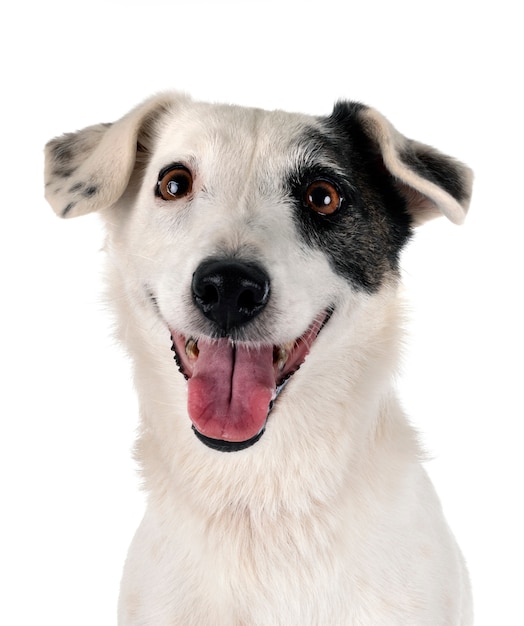 Jack russel terrier