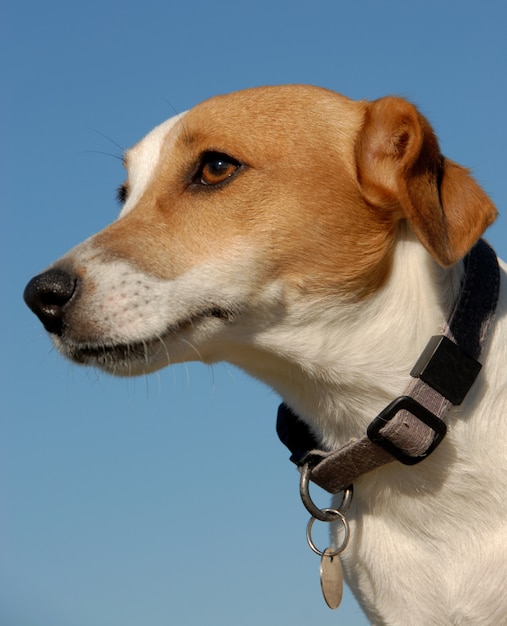 Jack russel terrier