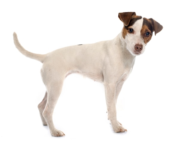 Jack russel terrier