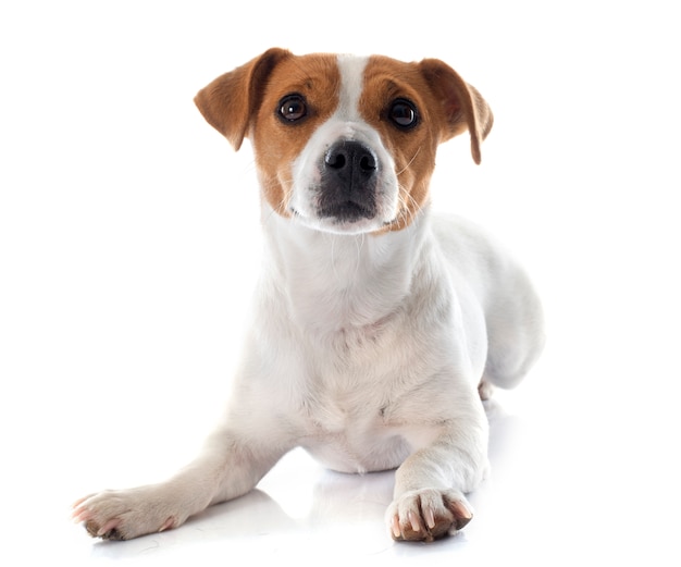 jack russel terrier