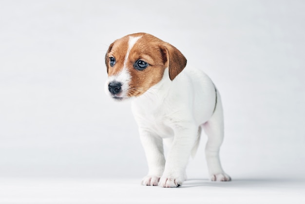 Jack russel terriërhond op een witte achtergrond