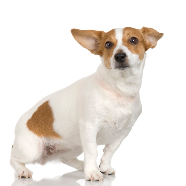 Jack russel with 3 years. Dog portrait isolated