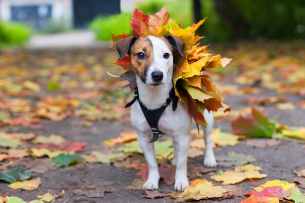 Jack russell in autunno