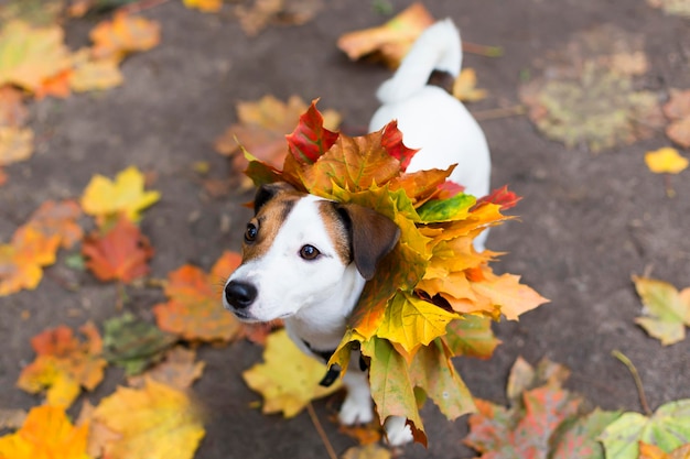 Jack Russell in autumn