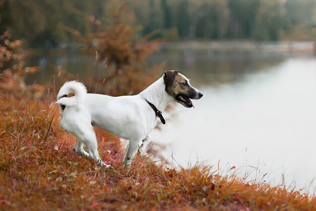 Photo jack russell on the banks of the river