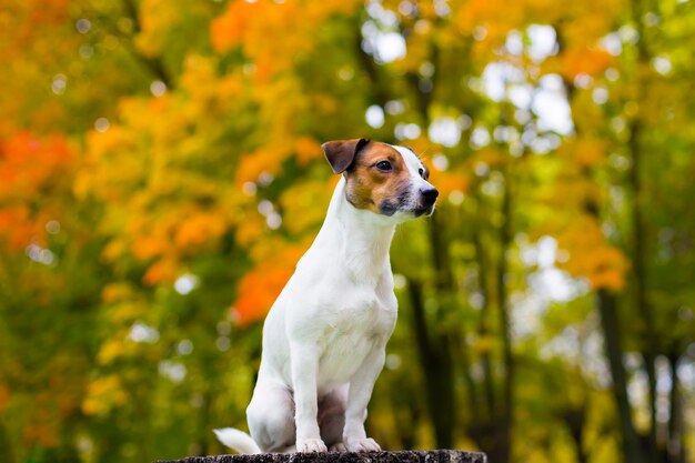 Jack Russell on a beautiful autumn background