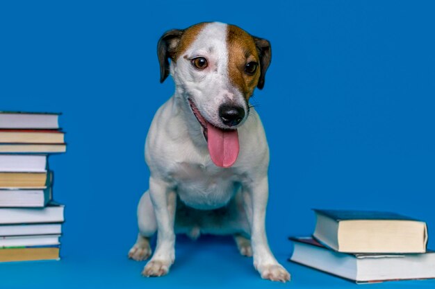 Jack Russell on a blue background and books