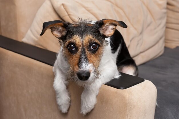 Foto il cane di razza jack russell giace triste sul letto, l'animale domestico preferito sul divano.