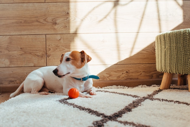 Photo the jack russell cable is white and brown . shot in a home interior