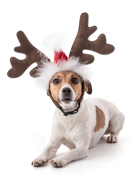 Jack Russell for the Christmas holidays in studio on white background