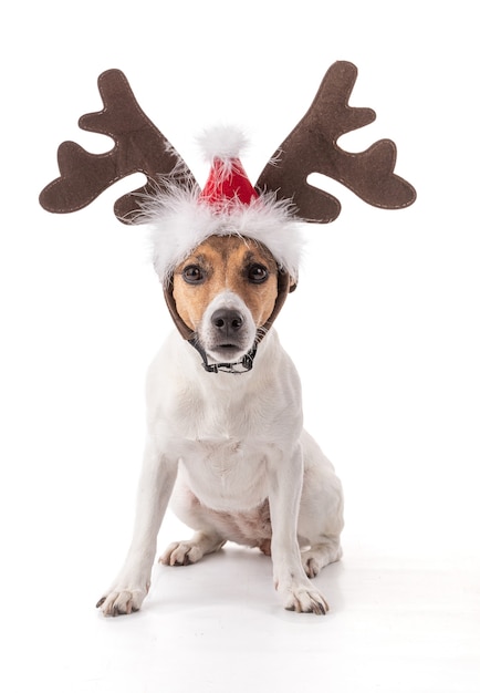 Jack Russell for the Christmas holidays in studio on white background