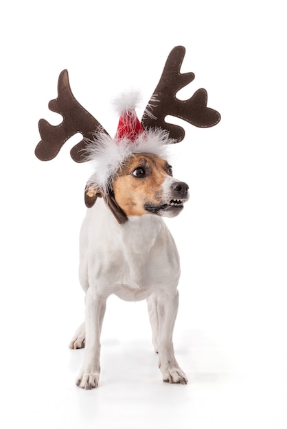 Jack Russell for the Christmas holidays in studio on white background