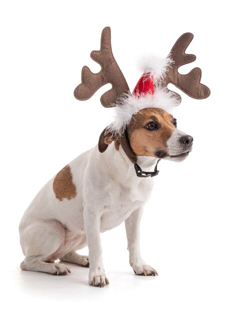 Jack Russell for the Christmas holidays in studio on white background