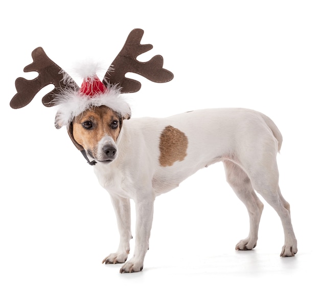 白い背景の上のスタジオでクリスマス休暇のためのジャックラッセル