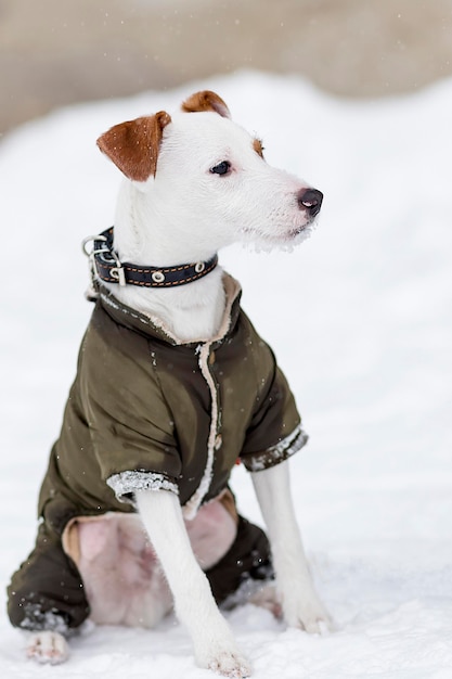 Jack Russell in clothes in the winter on walk