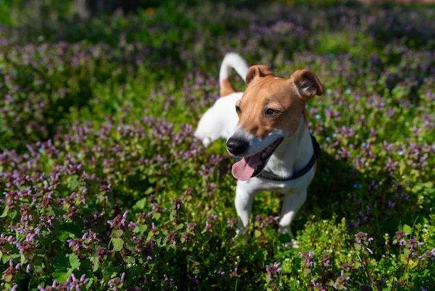 Photo jack russell cooling off lying on the grass on a hot day