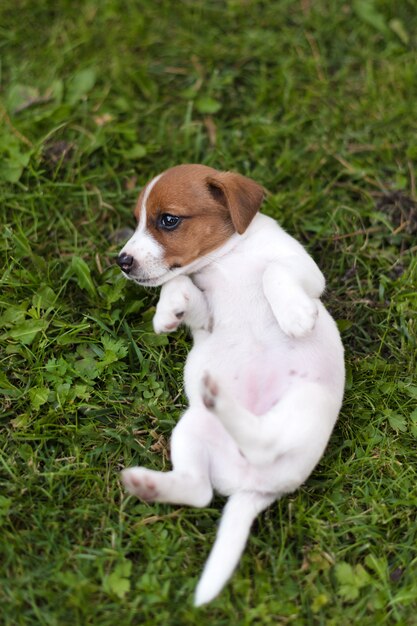 草の牧草地にジャックラッセル犬。夏の公園で子犬