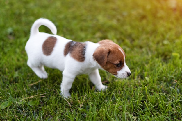 Jack russell dog on grass meadow. Little puppy walks in the park, summer