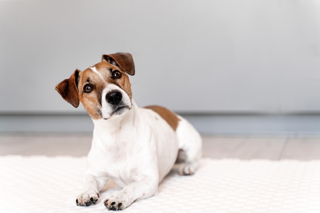 Il cane di jack russell giace sul pavimento e guarda con interesse da vicino il copyspace del ritratto