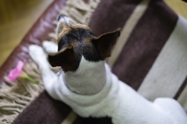 Jack russell dog lying down resting on his blanket, overhead view.