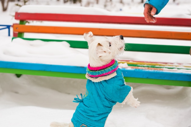 La corsa del cane di jack russell gioca le passeggiate invernali nel parco. concetto di animali domestici e animali domestici